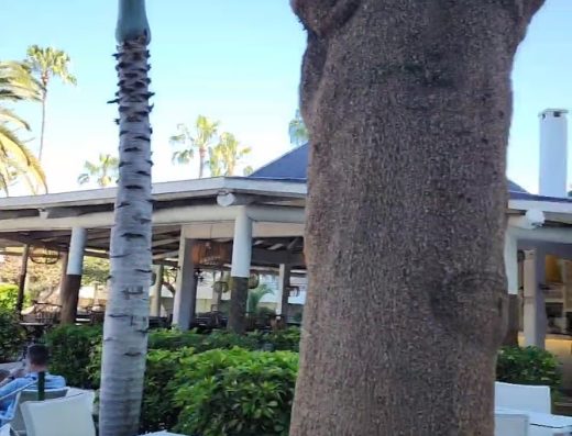 H10 Las Palmeras - Foto 2