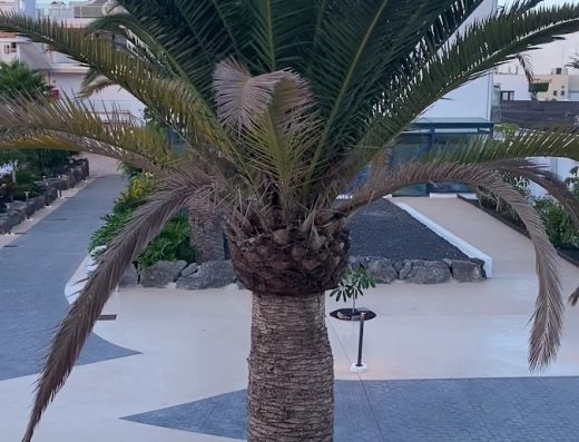 Hotel Cordial Marina Blanca - Foto 2