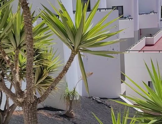 Lanzarote Paradise Colinas Apartments - Foto 2