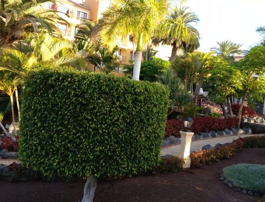 Bahia Principe Explore Costa Adeje - Foto 2