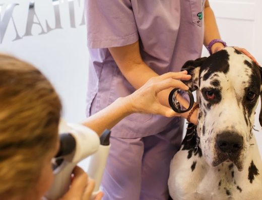 Clínica Veterinaria Atlántico