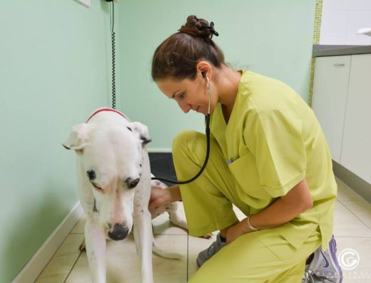 Clínica Veterinaria Cruz del Sur