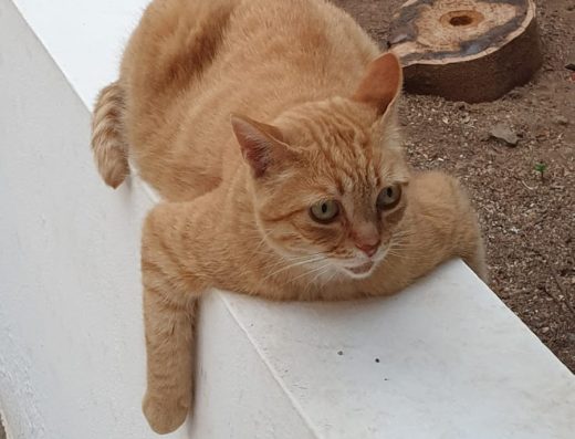 Clínica Veterinaria Cruz Del Sur - Foto 2