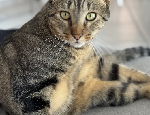 Clínica Veterinaria Guaza - Foto 2