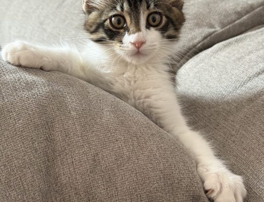 Clínica Veterinaria Guaza - Foto 3
