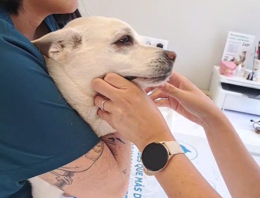 Clínica Veterinaria Las Indias - Foto 3