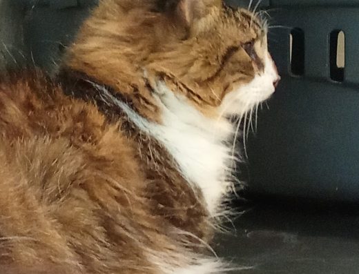 Clínica Veterinaria María Jiménez - Foto 3