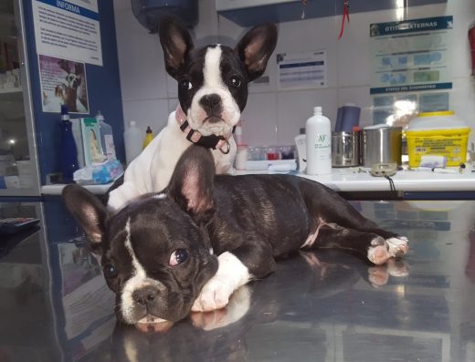 Clínica Veterinaria Vecindario - Foto 2