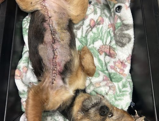 Clínica Veterinaria Vecindario - Foto 3
