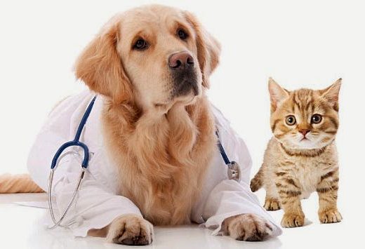 Vet Express Centro Veterinario