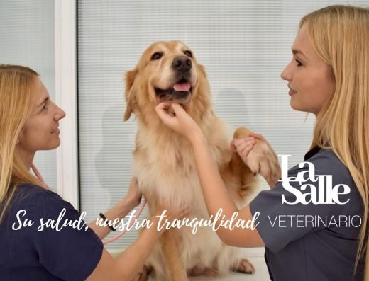 Veterinario La Salle