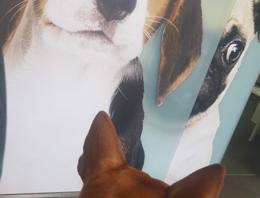 Veterinario Vet Sur Armeñime