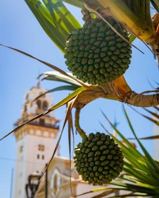 Fiestas de La Candelaria