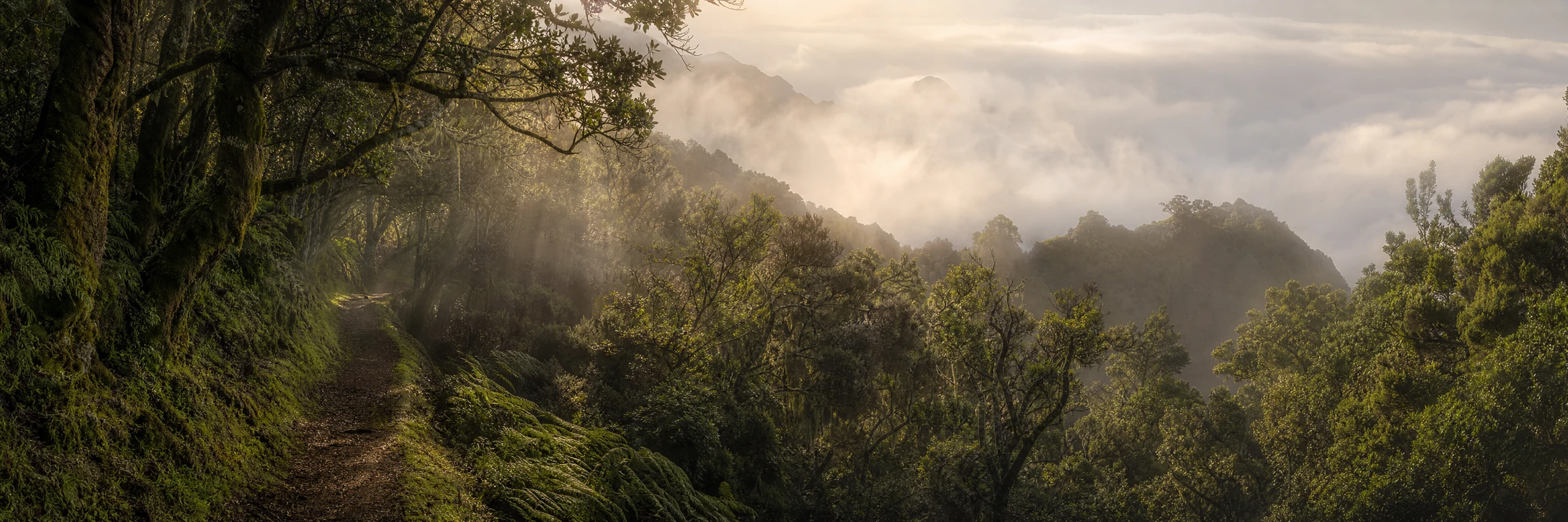 Sendero entre la laurisilva de Anaga con el mar de nubes al fondo y luz filtrándose entre la niebla
