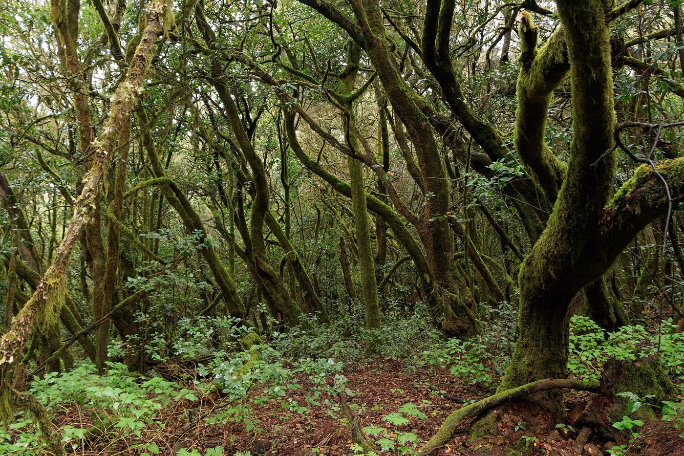 Bosque de laurisilva y niebla en Garajonay