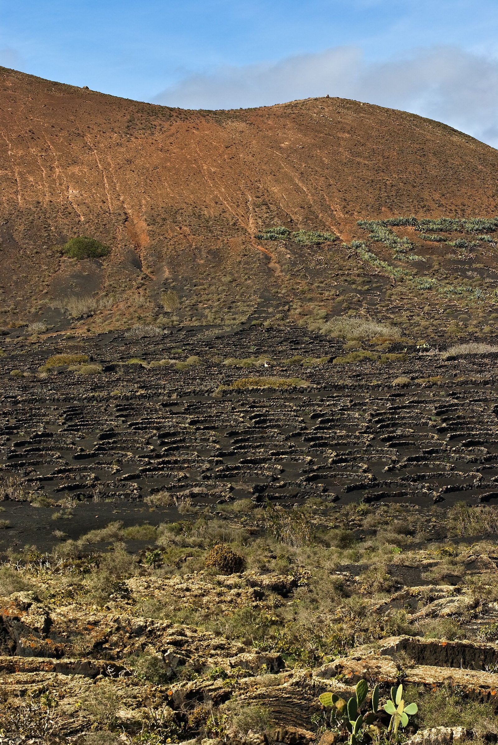La Geria, Lanzarote: viñas en hoyos de ceniza volcánica