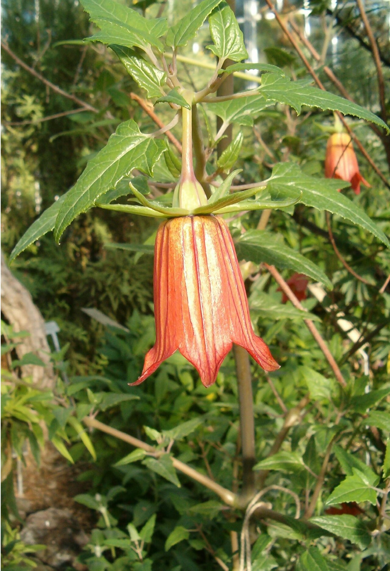 Bicácaro
