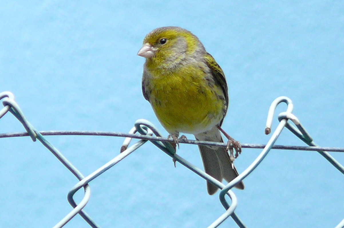 Canario silvestre