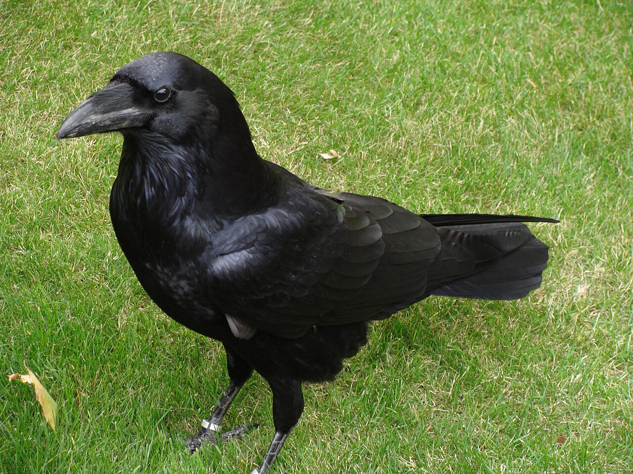 Cuervo canario