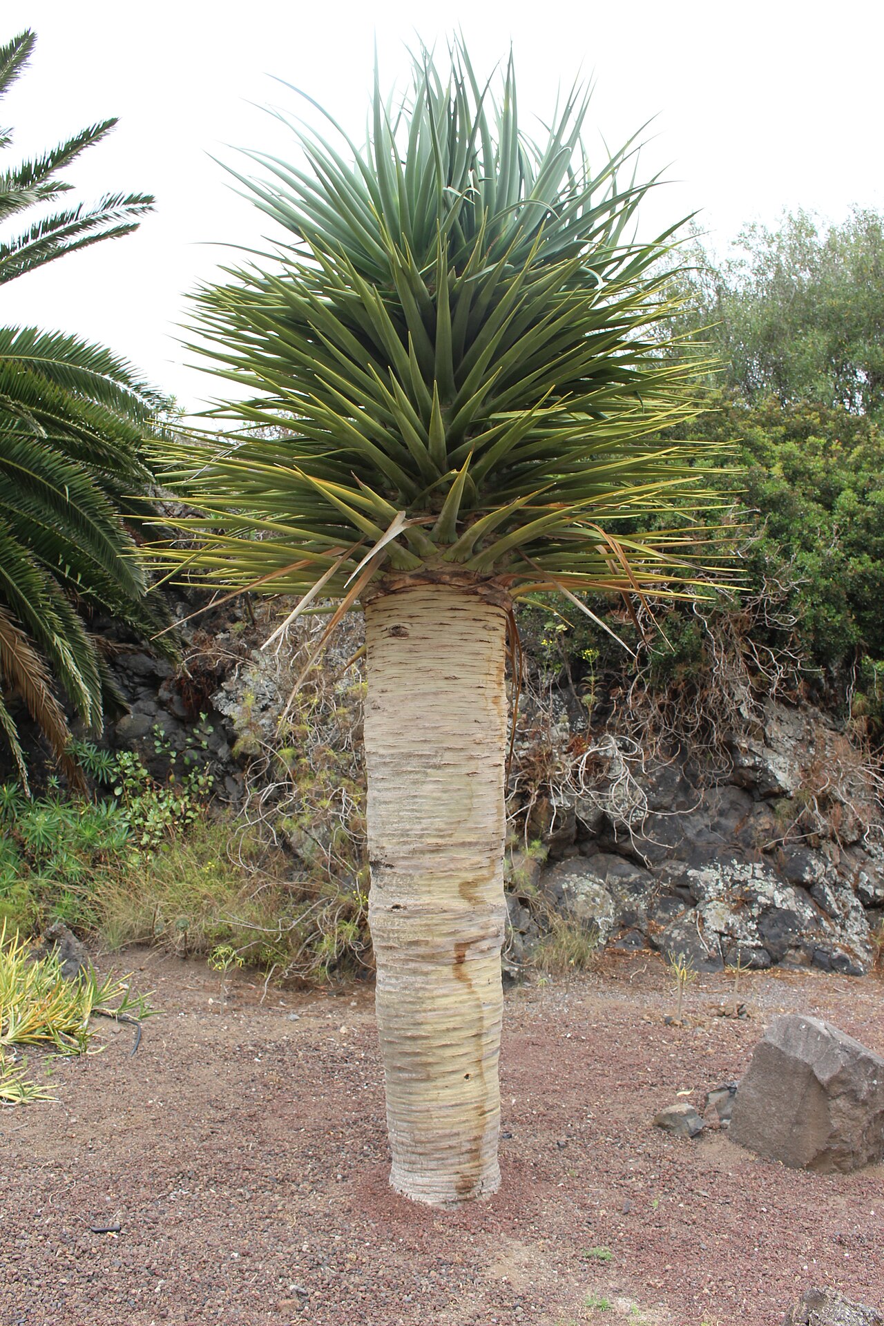 Drago de Gran Canaria