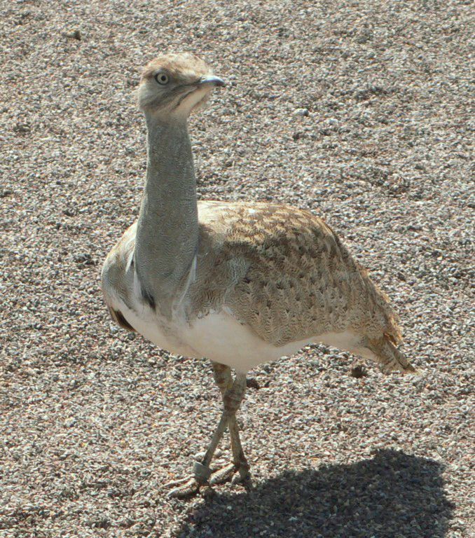 Hubara canaria