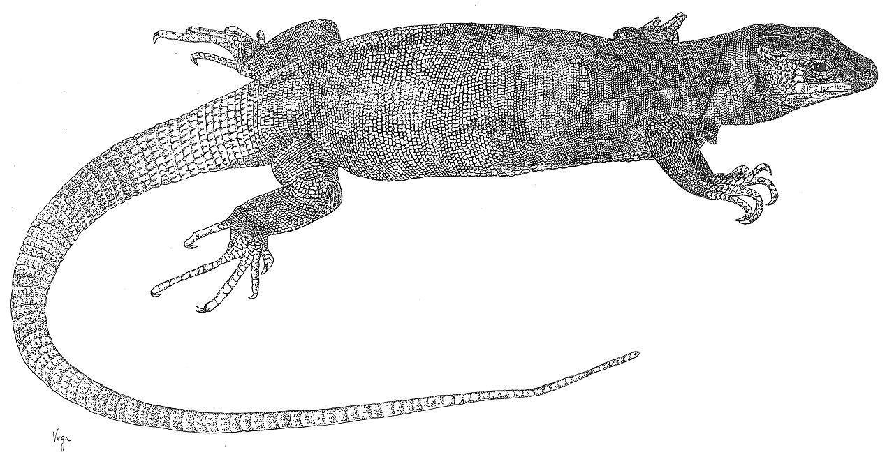 Lagarto gigante de El Hierro
