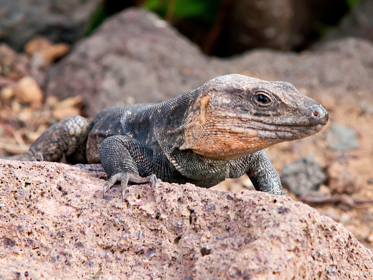 Lagarto gigante de Gran Canaria