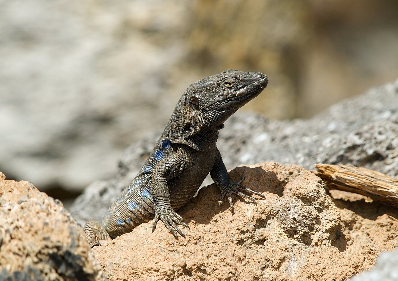 Lagarto tizón