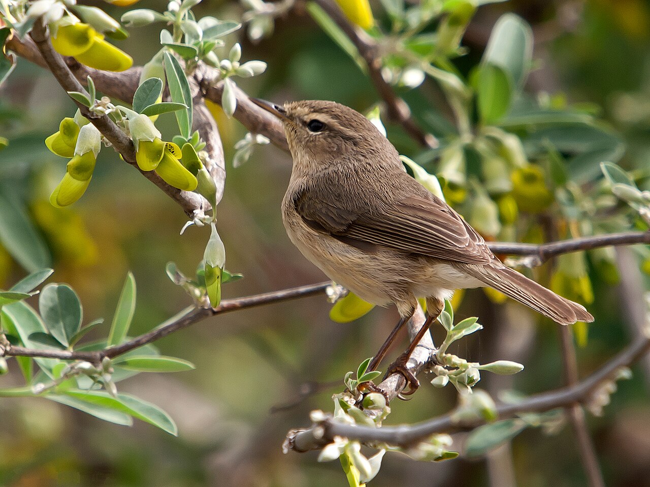 Mosquitero canario