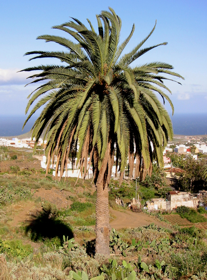 Palmera canaria