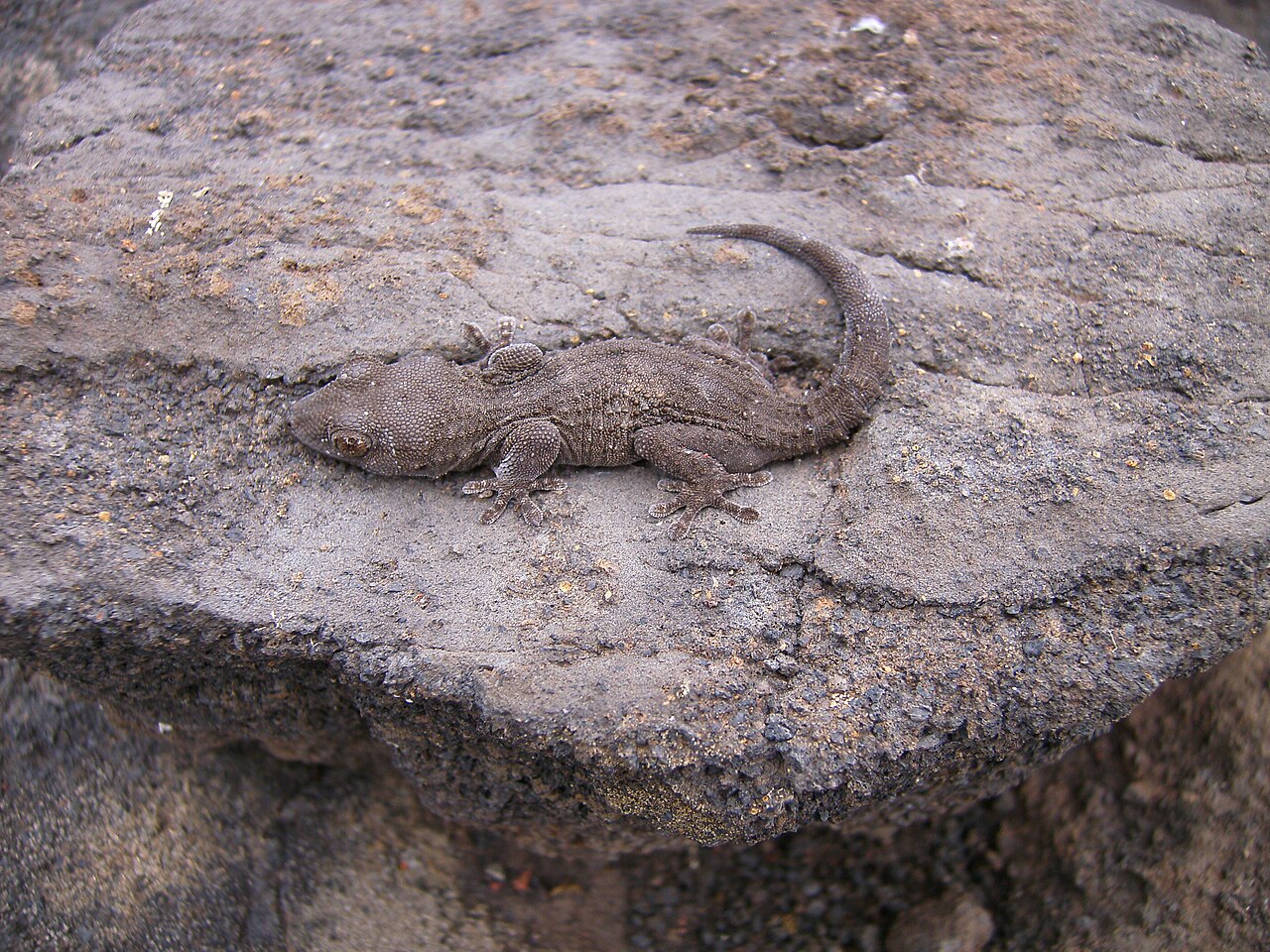 Perenquén