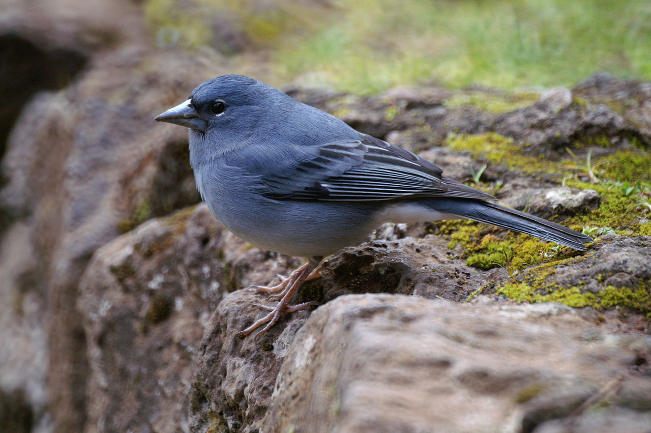 Pinzón azul