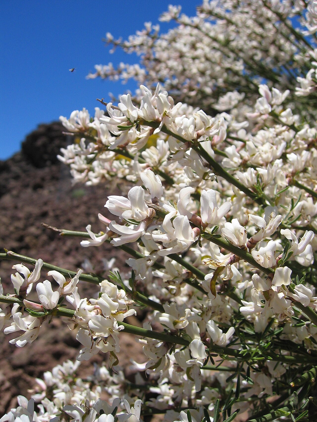Retama del Teide
