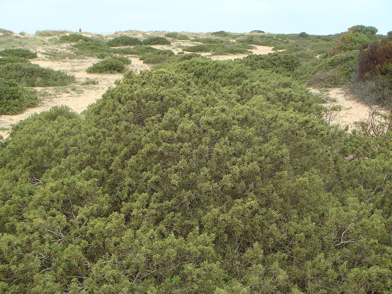 Sabina canaria