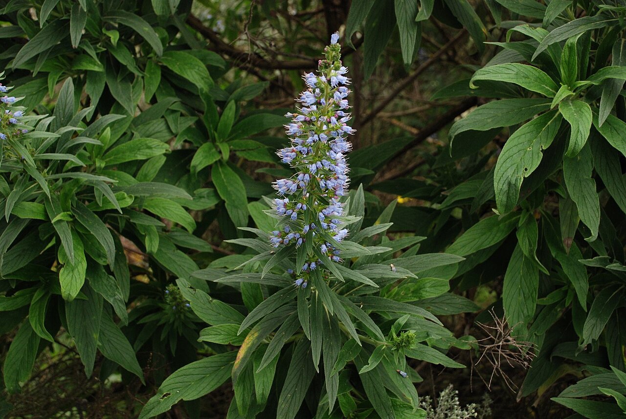 Tajinaste azul