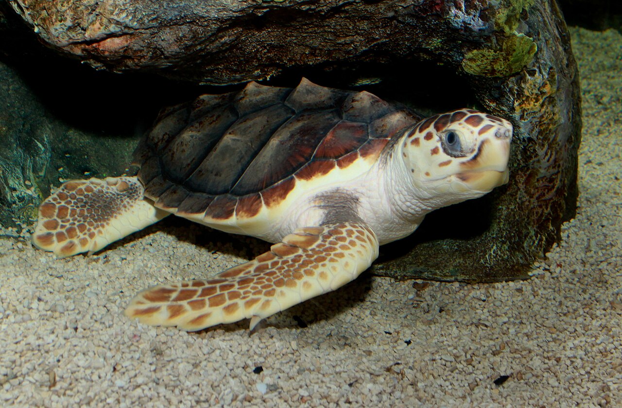 Tortuga boba