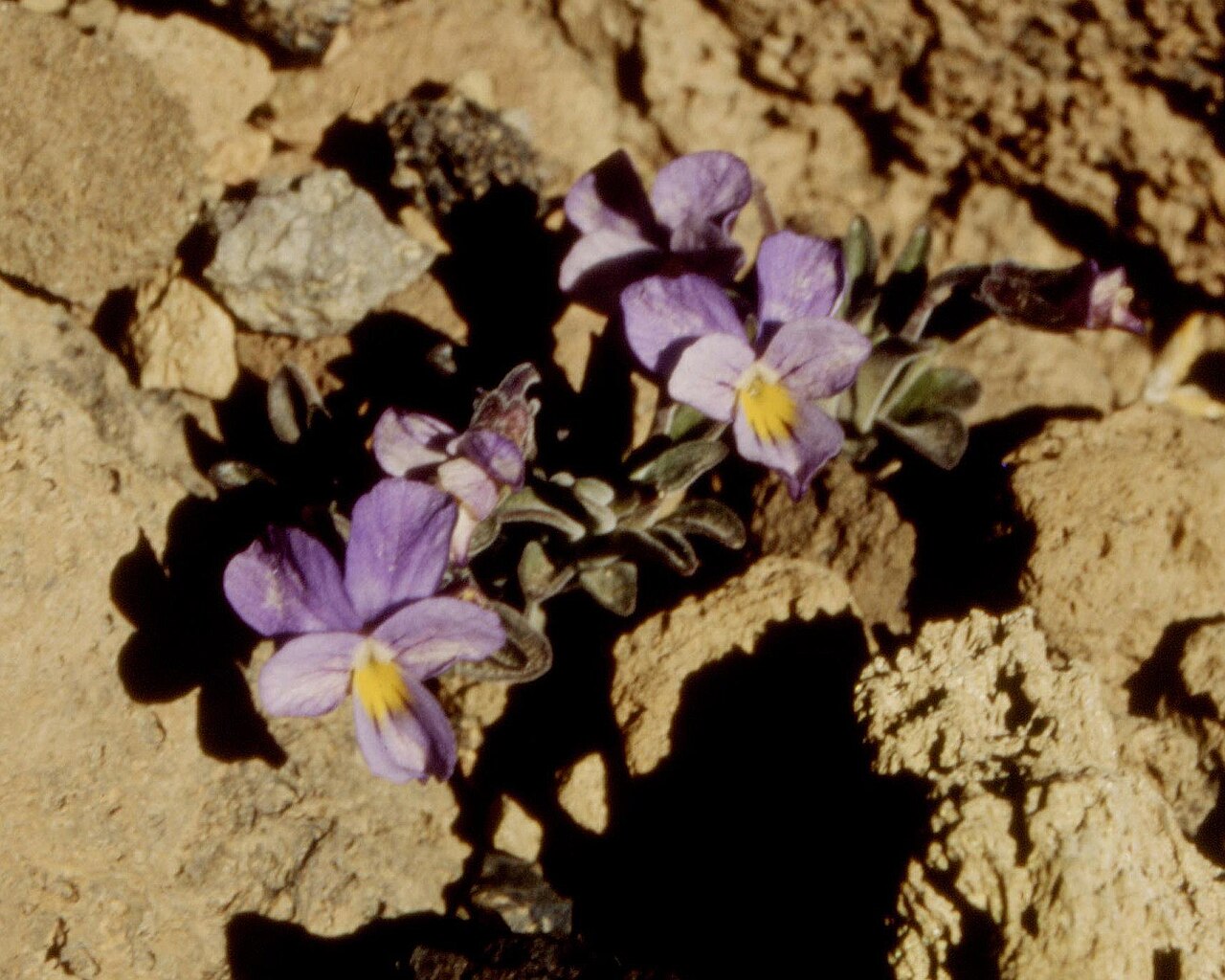 Violeta del Teide
