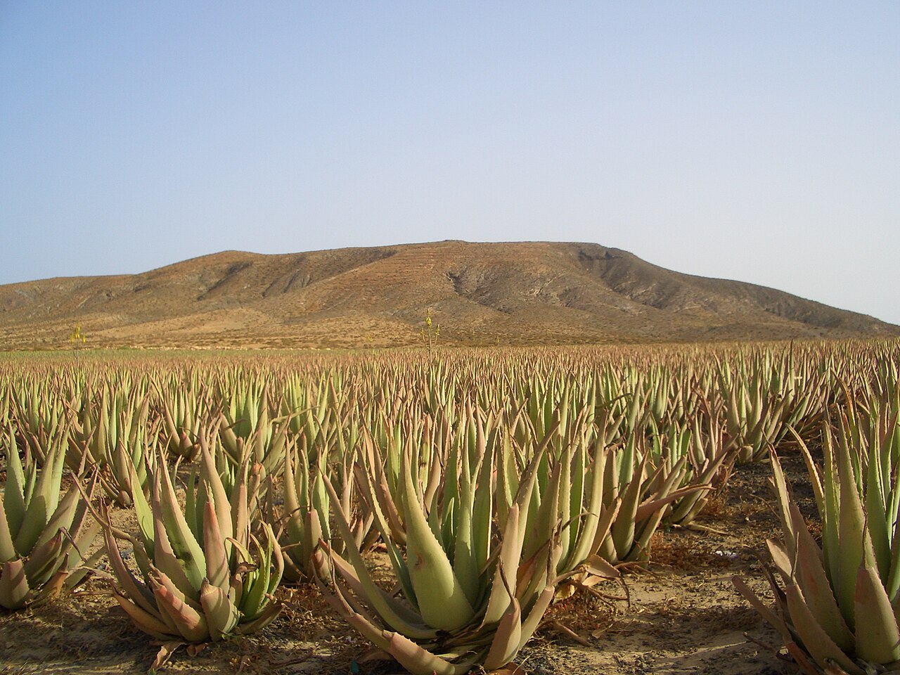 Aloe vera de Canarias