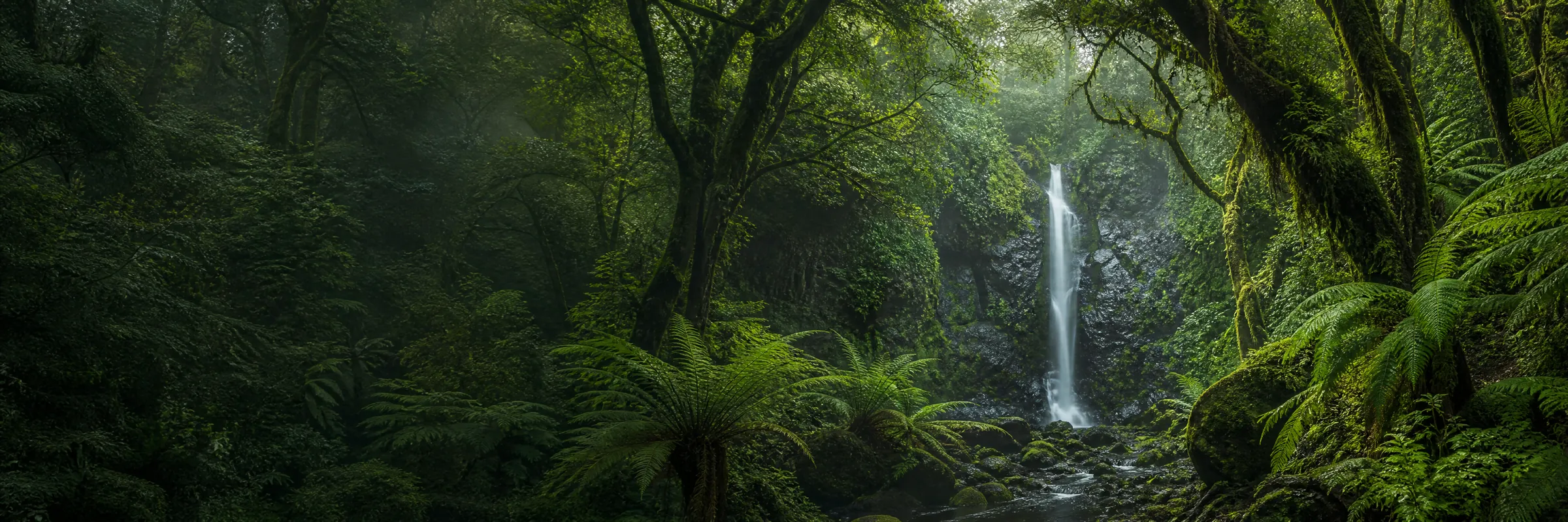 Interior del Bosque de Los Tilos: tiles y laureles cubiertos de musgo, helechos gigantes y luz verde filtrada en el barranco