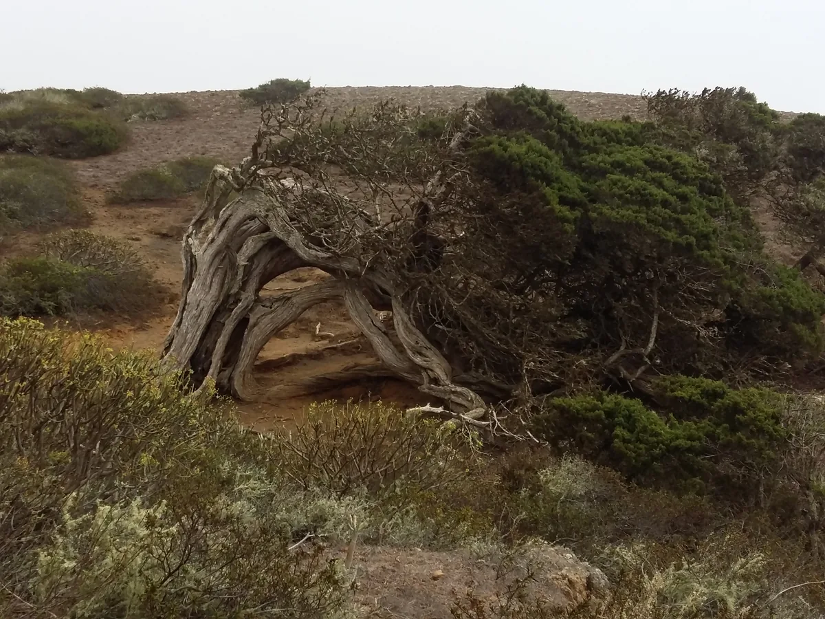 Co zobaczyć na El Hierro: kompletny przewodnik po wyspie południka (El Hierro)