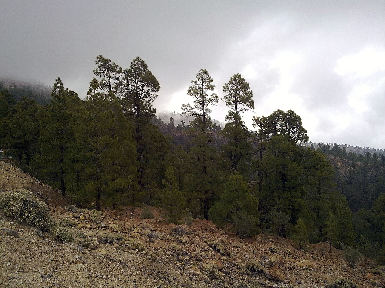 Forestal Park Tenerife, Tenerife