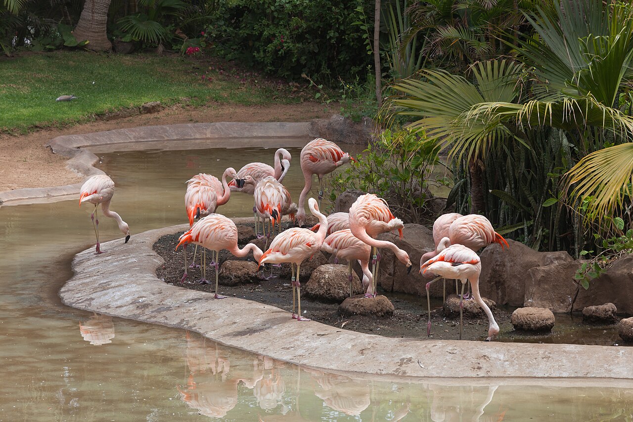 Loro Parque, Tenerife