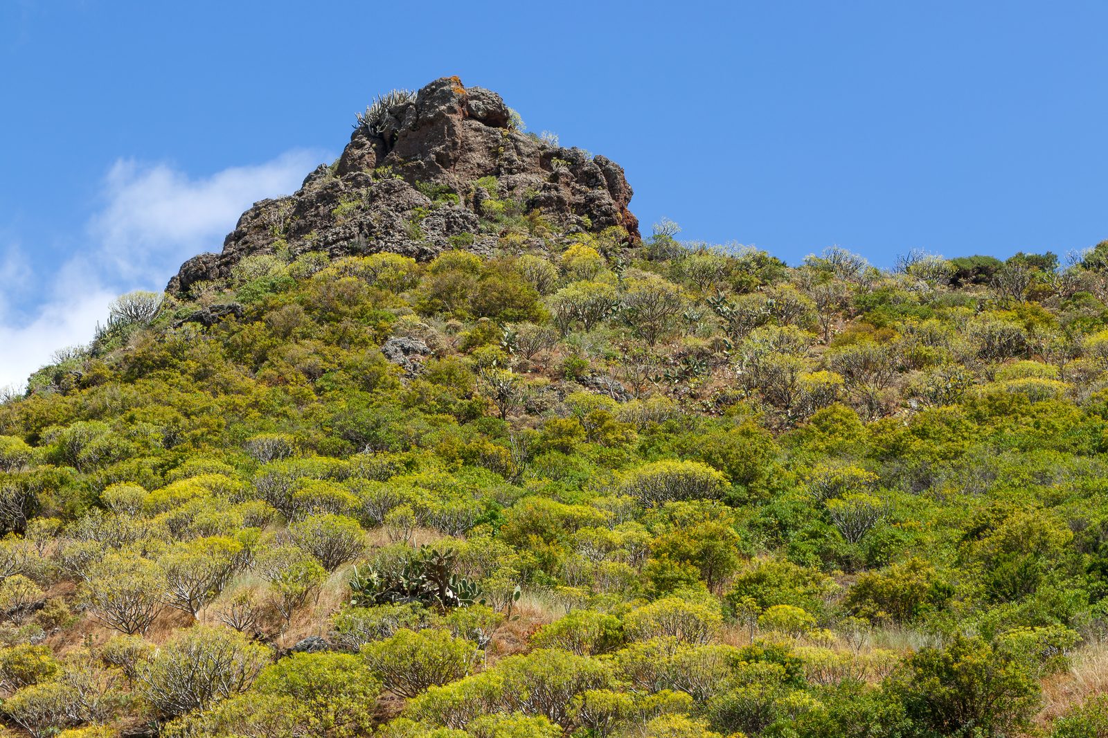 Anaga (Tenerife): guía del parque rural y la laurisilva (Tenerife)