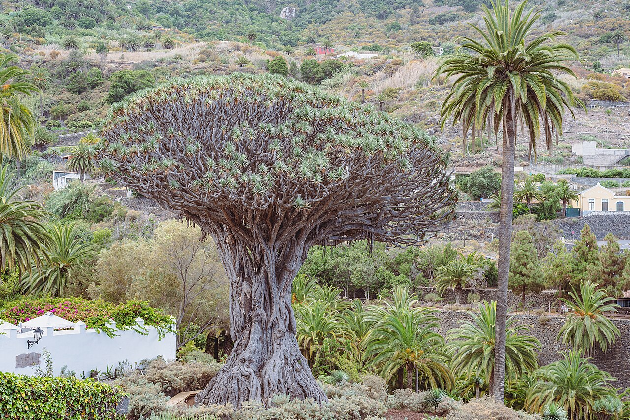 Drago Milenario: precio, horarios y miradores (Tenerife)