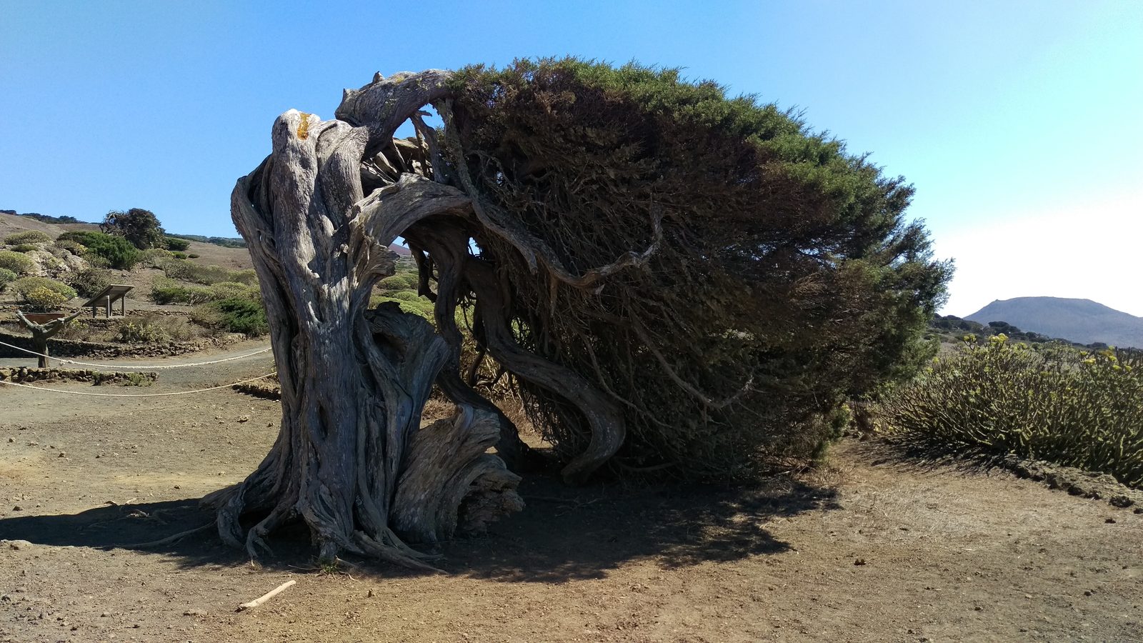 El Sabinar (El Hierro): el bosque de sabinas dobladas por el viento (El Hierro)