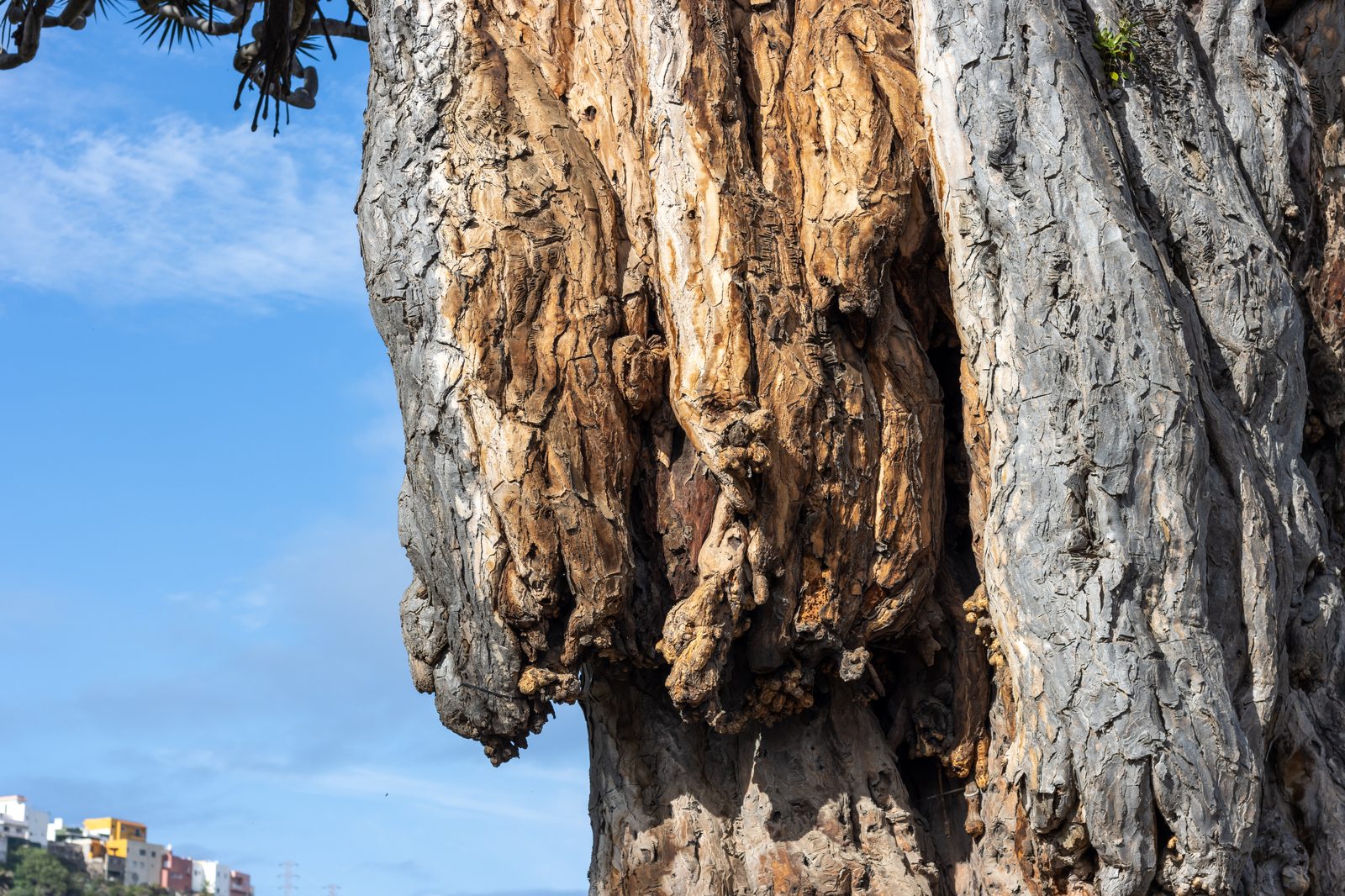 Icod de los Vinos (Tenerife): guía del Drago y el casco histórico (Tenerife)
