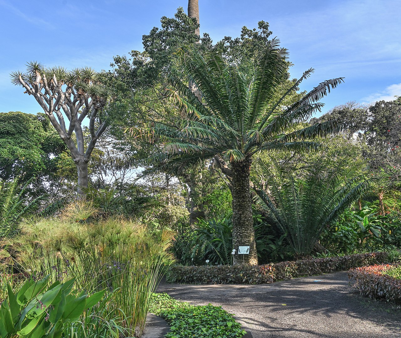 Jardín Botánico: horario, precio y visita en Tenerife (Tenerife)