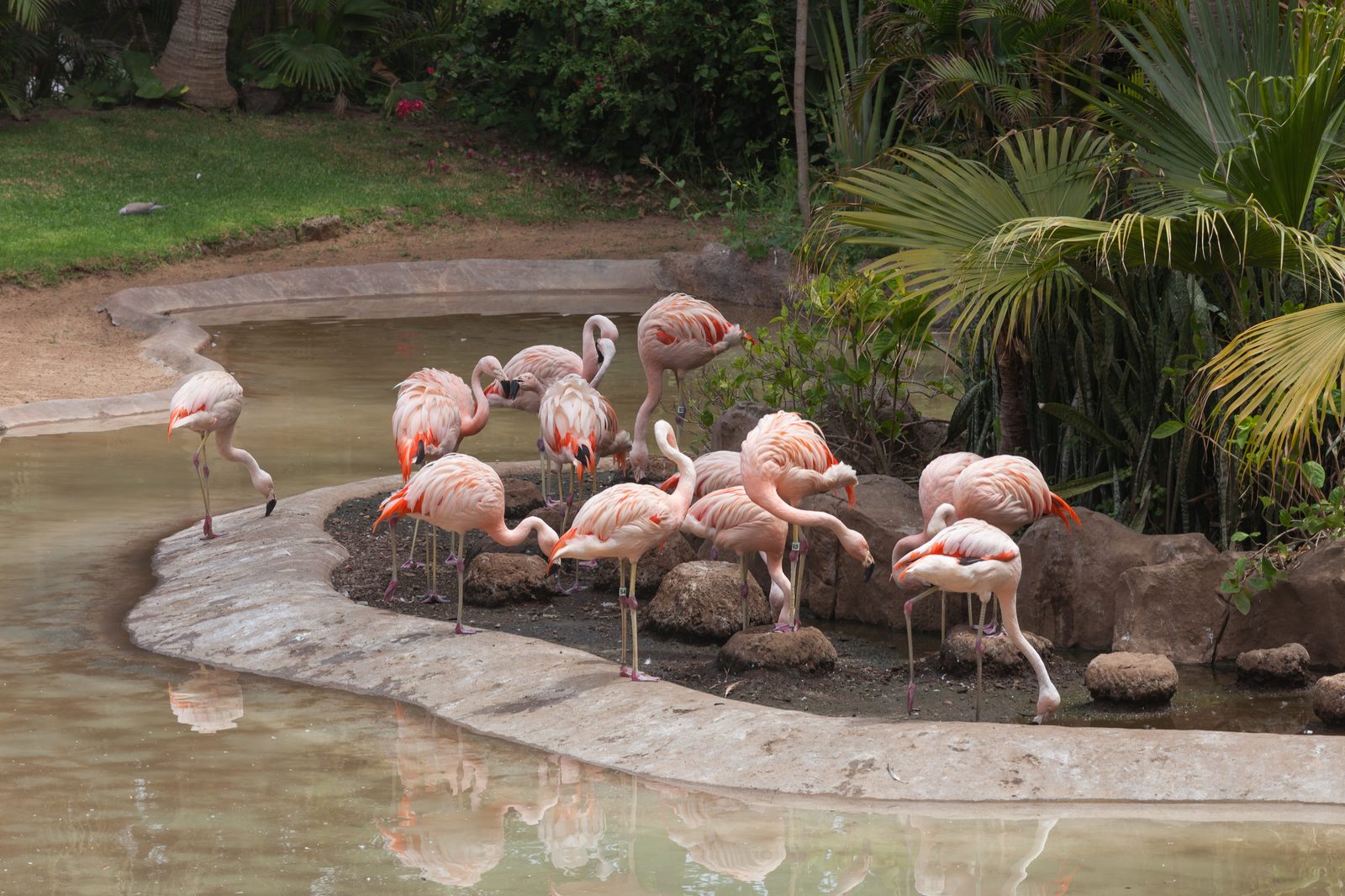 Loro Parque (Tenerife): zoológico y conservación en Puerto de la Cruz (Tenerife)