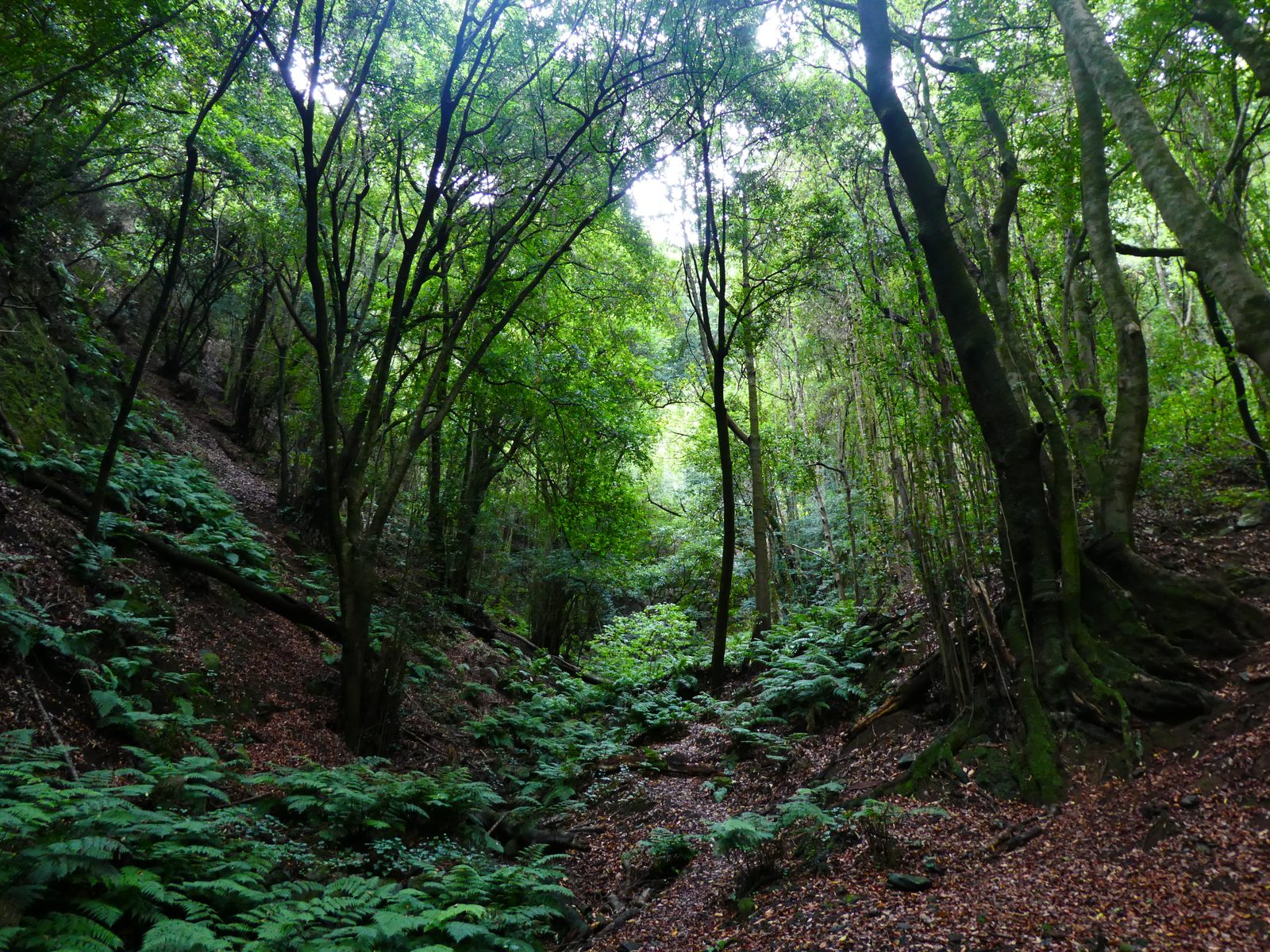 Los Tilos (La Palma): laurisilva, nacientes y senderos del noreste (La Palma)
