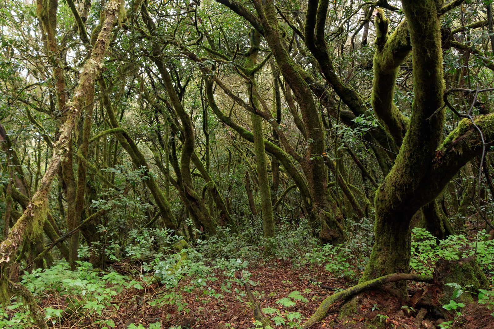 Parque Nacional de Garajonay (La Gomera): laurisilva, niebla y senderos (La Gomera)
